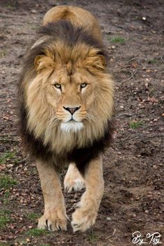 a large lion walking across a dirt field