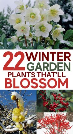 flowers and plants that are blooming in the winter, with text overlay reading 9 winter garden plants that will bloom