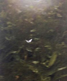 an image of a white bird flying in the air with trees and grass behind it