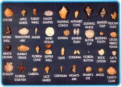 an image of seashells and their names on a black board with blue border