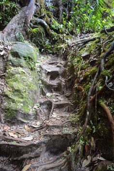 a path in the woods with rocks and trees growing out of it's sides