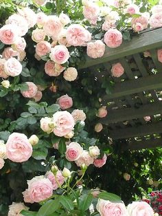 pink roses are growing on the side of a wooden bench