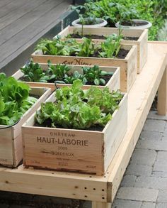 several wooden planters filled with green plants