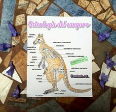 a diagram of the anatomy of a kangaroo on a piece of paper with blue flowers around it