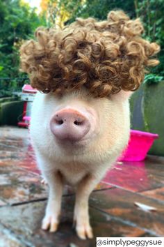 a pig with curly hair on top of it's head