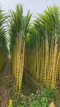 a field full of palm trees with lots of green leaves on the top and bottom