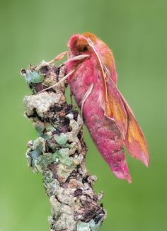 a pink and orange insect on a branch