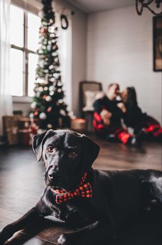 a black dog wearing a red bow tie laying on the floor in front of a christmas tree