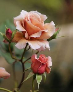 two pink roses are blooming in the garden