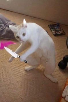 a white cat standing on its hind legs with a knife in it's mouth