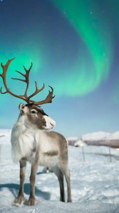 a reindeer is standing in the snow with an aurora light behind it's head