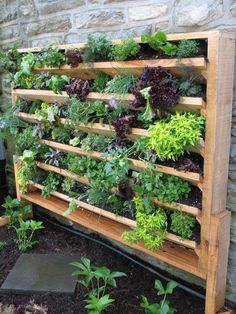 an outdoor garden with various plants growing on it