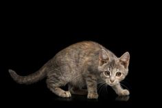 a small kitten walking across a black surface