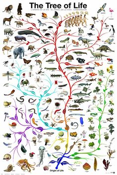 the tree of life poster is displayed on a white board with many different types of animals and plants