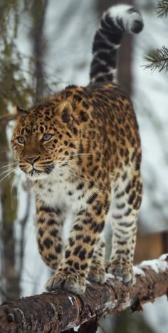 a large leopard walking on top of a tree branch in the snow with trees behind it