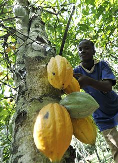 a man standing next to a tree filled with fruit