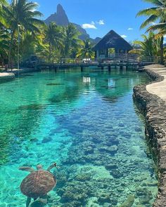 a turtle swimming in clear blue water next to palm trees and a pier on the other side