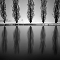 black and white photograph of trees reflecting in water