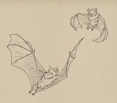 a drawing of a bat and a cat hanging upside down