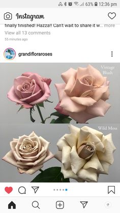 an instagram with three different roses on it