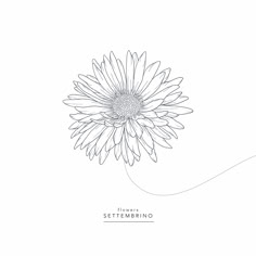 a drawing of a flower with the words settembino written in white ink