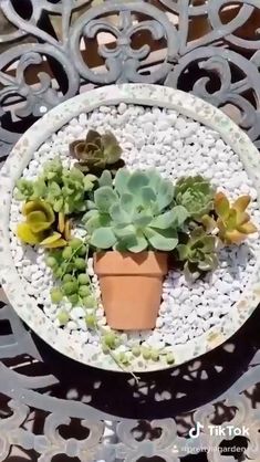 Fantastic Amazing Succulent Arrangement Idea with Bowl. Succulent Bowls Outdoor, Succulent Planting, Succulent Bowls, Succulent Garden Design, Succulent Garden Diy, Raised Garden Beds Diy, Survival Gardening, Dish Garden, Succulents Decor