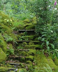 moss covered steps in the woods