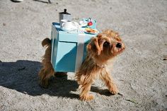 a small brown dog wearing a blue and white cart with food on it's back