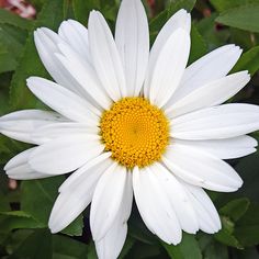 a white flower with yellow center surrounded by green leaves