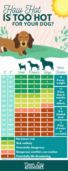 a poster showing how hot is too hot for your dog