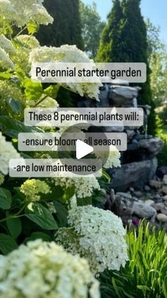 white flowers and rocks are in the foreground with text that reads, perennial starter garden