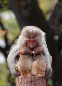 two monkeys sitting on top of a wooden post next to each other in front of trees