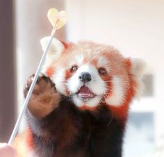 a red panda bear holding onto a stick with it's mouth open and tongue out