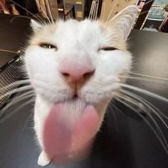 a white cat sticking its tongue out with it's tongue hanging out to the side