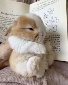 a small brown and white rabbit sitting on top of an open book with its paws in the air