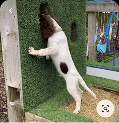 a dog that is standing up on its hind legs to get into a house made out of fake grass