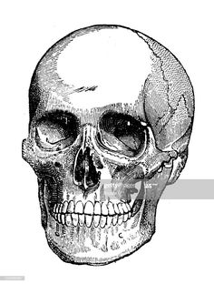 the human skull, vintage engraved engraving stock illustration