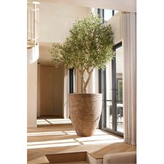 a large potted plant sitting on top of a wooden floor next to a window