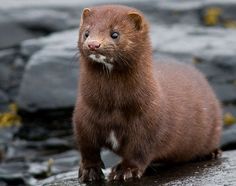 an animal that is standing on some rocks and looking at the camera with a video play button in front of it