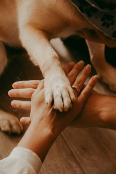 Ensaio de casal com cachorro Dog Photoshoot With Couple, Boyfriend And Dog Pictures, Pre Wedding Photoshoot With Dog, Pre Wedding With Dog, Couple Dog Pictures, Family Pet Photoshoot, Couple With Pets Photography, Pre Wedding Shoot With Dog, Man And Dog Aesthetic