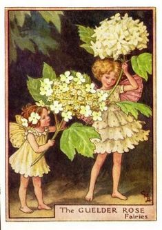 Guelder Rose Flower Fairy Guelder Rose, Rose Fairy, Artist Palette, Fairy Magic