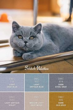 a gray cat laying on top of a wooden floor next to a mirror with color swatches