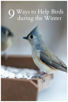 two birds sitting on top of a bird feeder with the words 9 ways to help birds during the winter