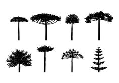 the silhouettes of different plants and trees