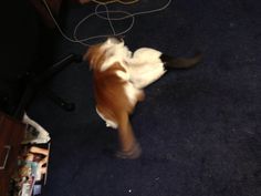 a brown and white dog playing with a computer mouse