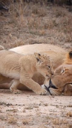 two lion cubs playing with each other in the dirt