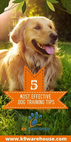 Dog Brain Training Concepts Dog Gadgets