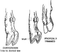 the diagram shows different stages of foot and ankle pain, including an overgrown limb to toe line