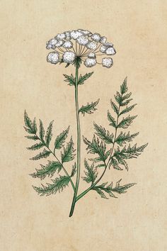 a drawing of a plant with white flowers