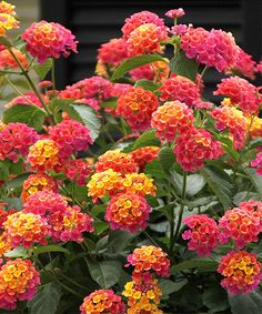 Lantana Camara 30-500 Seeds Lantana Plant, Lantana Camara, Patio Trees, Garden Shrubs, Have Inspiration, Evergreen Shrubs, Flowers Perennials, Butterfly Garden, Flower Seeds